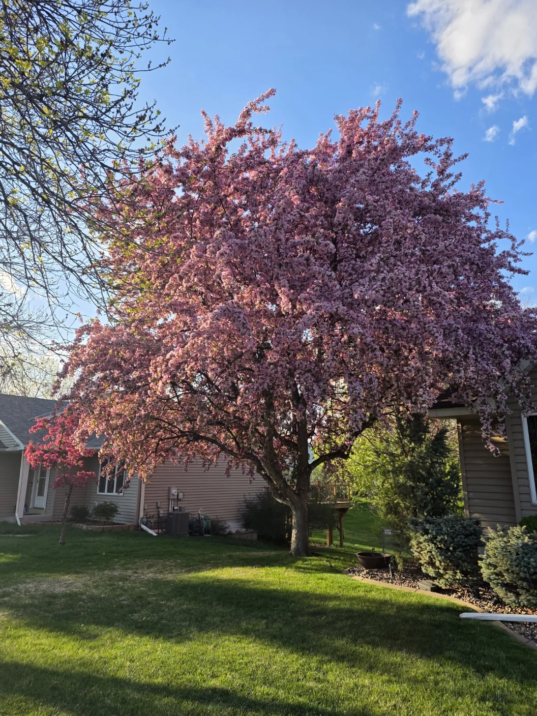 Spring Back Home